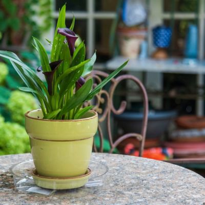 Image showing  6 in. Plastic Plant Saucer, 1.5x Thicker