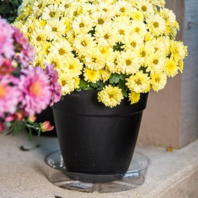 Image showing  8 in. Plastic Plant Saucer, 1.5x Thicker