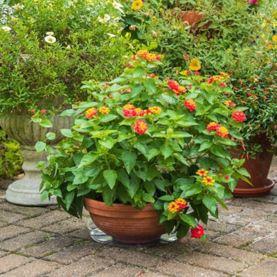 Image showing  10 in. Plastic Plant Saucer, 1.5x Thicker