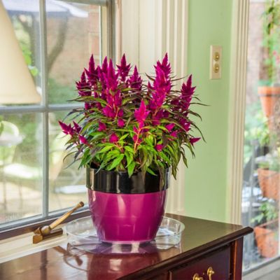 Image showing  10 in. Plastic Plant Saucer, 1.5x Thicker