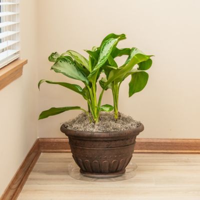 Image showing  14 in. Plastic Plant Saucer, 1.5x Thicker