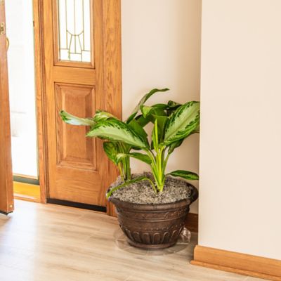 Image showing  14 in. Plastic Plant Saucer, 1.5x Thicker