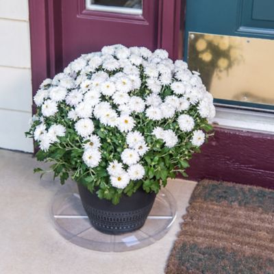 Image showing 5 th Gardener's Blue Ribbon 14 in. Plastic Plant Saucer, 1.5x Thicker