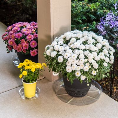 Image showing 6 th Gardener's Blue Ribbon 14 in. Plastic Plant Saucer, 1.5x Thicker