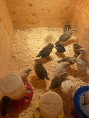 Image showing  Brooder Box