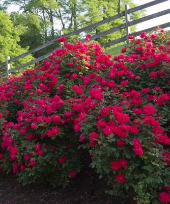 Image showing  3 gal. Double Knockout Red Rose Shrub