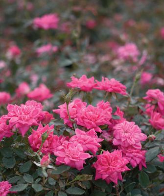 Image showing  3 gal. Double Knockout Pink Rose Shrub