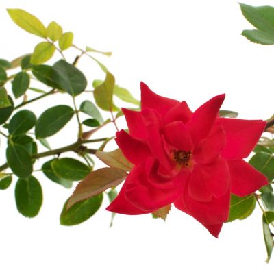 Image showing  1 gal. Double Knockout Red Rose Shrub