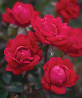 Image showing  1 gal. Double Knockout Red Rose Shrub