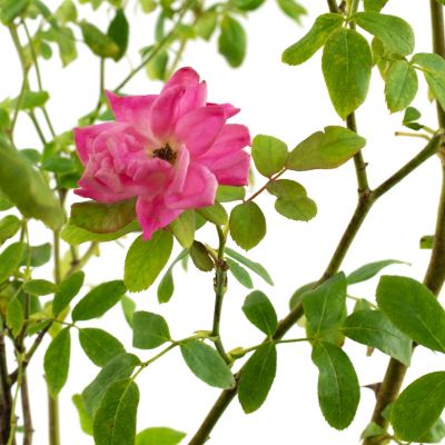 Image showing  1 gal. Double Knockout Pink Rose Shrub