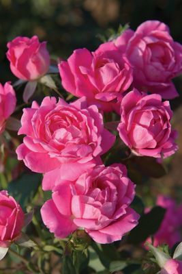 Image showing  1 gal. Double Knockout Pink Rose Shrub