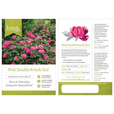 Image showing  1 gal. Double Knockout Pink Rose Shrub