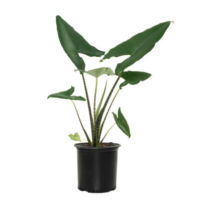 National Plant Network 10 in. Alocasia Zebrina Houseplant, 1 pc.