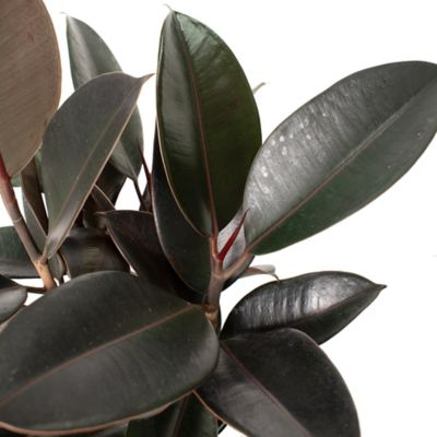 National Plant Network 6 in. Ficus Burgundy Houseplant, TSC1227