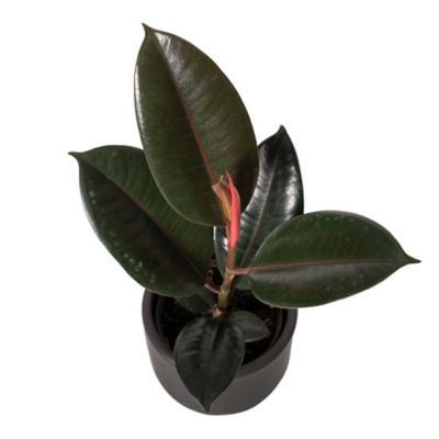 Image showing  6 in. Ficus Burgundy Houseplant, 1 pc.