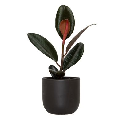 Image showing  6 in. Ficus Burgundy Houseplant, 1 pc.