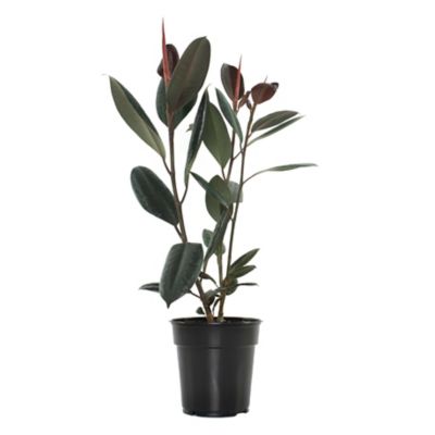 National Plant Network 10 in. Ficus Burgundy Houseplant, 1 pc.