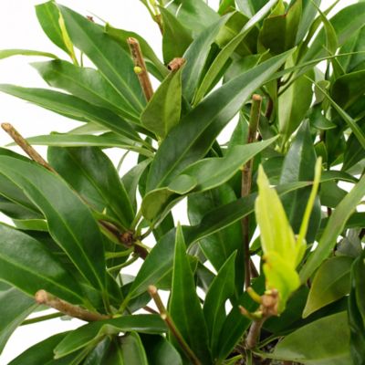 Image showing  2 gal. Potted Star Roses and Plants Star Flower Orion Shrub