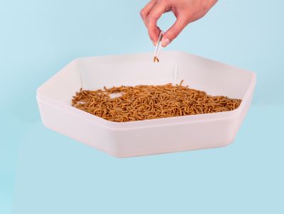 The Bug Factory Mealworm Storage Pod, BF002