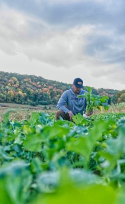 Image showing  Show Stopper Food Plot Mix, SSFP3