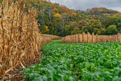 Image showing  Show Stopper Food Plot Mix, SSFP3
