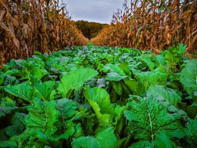 Image showing  Bombshell Food Plot Mix, BMSFP3