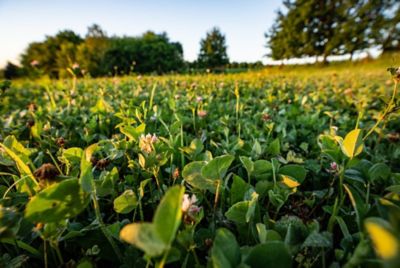 Image showing  Comeback Kid Food Plot Mix, CBKFP375