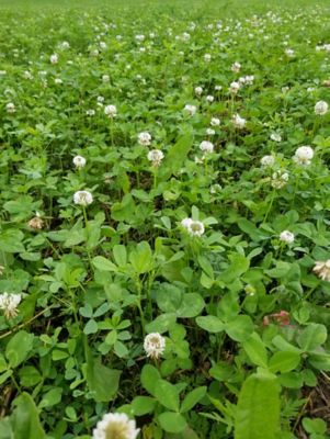 Image showing  Comeback Kid Food Plot Mix, CBKFP375