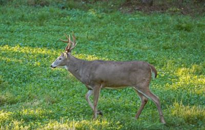 Image showing  Comeback Kid Food Plot Mix, CBKFP375