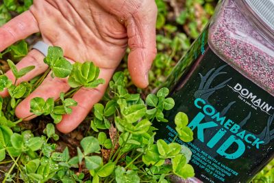 Image showing 5 th Domain Outdoor Comeback Kid Food Plot Mix, CBKFP375