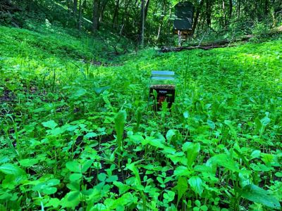 Image showing  No BS Food Plot Mix, NBSFP45