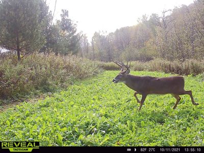 Image showing  No BS Food Plot Mix, NBSFP45