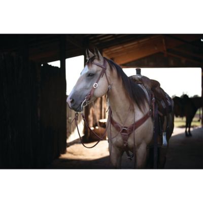 Image showing  Protack Browband Headstall, 1 in.