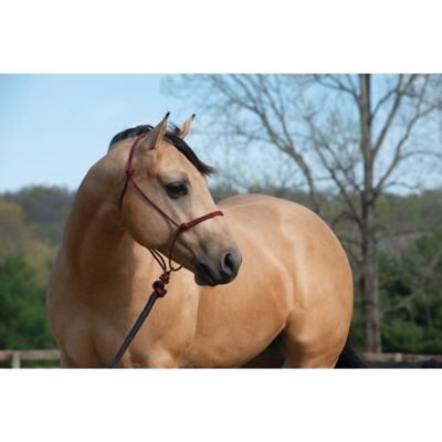 Image showing  Silvertip Transition Rope Halter with Sliding Ring