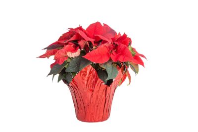 2.00 qt. 6.5 in. Euphorbia (Poinsettia) in Black Grower Pot and Sleeve - Red Assortment, CFPOINSETTIA22