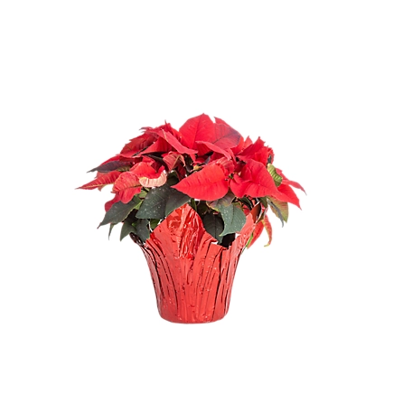 2.00 qt. 6.5 in. Euphorbia (Poinsettia) in Black Grower Pot and Sleeve - Red Assortment, CFPOINSETTIA22