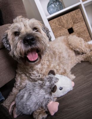 Image showing  Flatz Squeaky Plush Dog Toy with Chew Guard Technology
