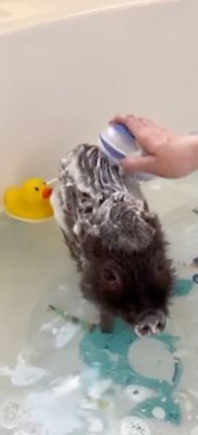 Image showing  Oatmeal Cherry Scented Whitening Shampoo and Shampoo Scrub Brush for Pets