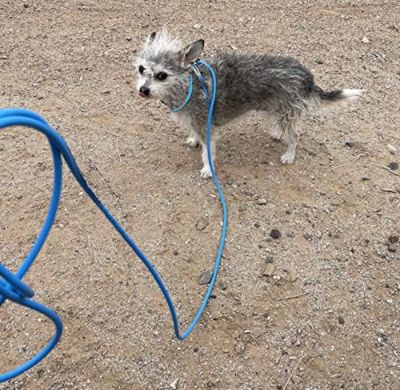 Image showing  Adjustable Mini Pig Harness and Leash