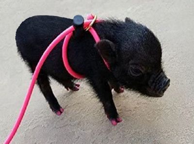 Piggy Poo and Crew Adjustable Mini Pig Harness and Leash, Pink