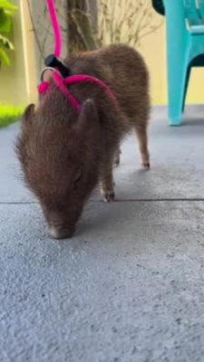 Image showing  Adjustable Mini Pig Harness and Leash