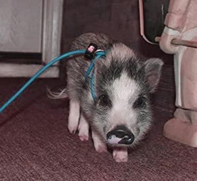 Image showing  Adjustable Mini Pig Harness and Leash
