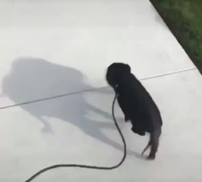 Image showing  Adjustable Mini Pig Harness and Leash