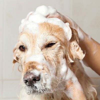 Image showing  Clipper Oatmeal Scented Shampoo Concentrate for Dogs, 24 oz.