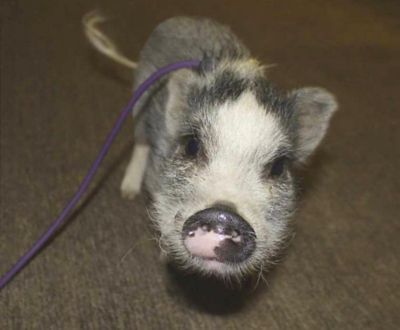 Image showing  Adjustable Mini Pig Harness and Leash