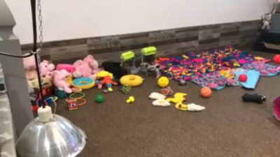 Image showing  Adjustable Height Slow Feeder Game