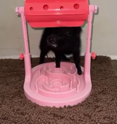 Image showing  Adjustable Height Slow Feeder Game