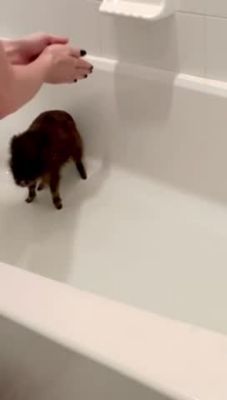 Image showing  All-Natural Lavender Scented Shampoo for Pets, 26 oz.