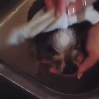 Image showing  All-Natural Lavender Scented Shampoo for Pets, 26 oz.