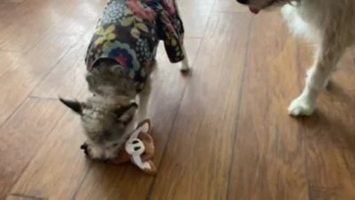 Image showing  Boar Paper Crinkle Squeaker Dog Toys, 2-Pack